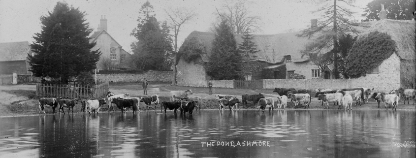 Ashmore Pond